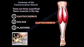 Anatomy Of The Gastrocnemius Muscle  Everything You Need To Know  Dr Nabil Ebraheim [upl. by Lladnar643]