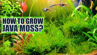 How to grow Java moss Basics [upl. by Ibson]