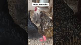 Using chicken nuggets to motivate my laying hens [upl. by Akemor]