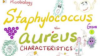 Staphylococcus aureus Characteristics  Microbiology 🧫 amp Infectious Diseases 🦠 [upl. by Beal181]