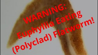 WARNING Euphyllia Eating Flatworm [upl. by Gibbeon]