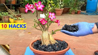 10 CHARCOAL HACKS amp TRICKS IN GARDENING  Uses of Charcoal for Plants [upl. by Idolah]