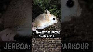 Jerboa Sang Master Parkour Gurun Pasir pengetahuan hewanunik jerboa [upl. by Lednek159]