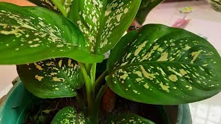 Air purifier dieffenbachia plant information in nepali Pranitas garden [upl. by Cristina]