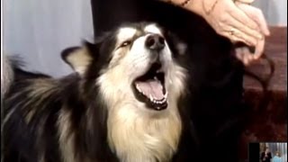 Singing Dog Contest on Johnny Carsons Tonight Show 1987 [upl. by Silyhp]