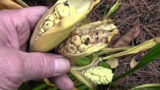 HARVESTING CALLA LILY SEED PODS [upl. by Dolf]