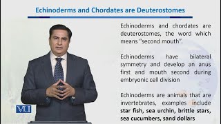 Echinoderms amp Chordates are Deuterostomes  Biodiversity amp EvolutionII  BT201Topic045 [upl. by Enelak]