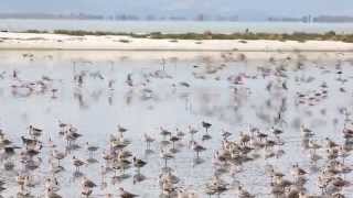 Bartailed godwits prepare for Migration at Miranda New Zealand [upl. by Annadiane]