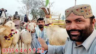 markhor bakriyan praignint tyar at bismillah goat farm goat farming in Pakistan markhor business [upl. by Neuberger800]