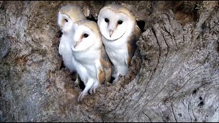 Time for the Barn Owl Chicks to Fly the Nest  Discover Wildlife  Robert E Fuller [upl. by Anuahsat413]