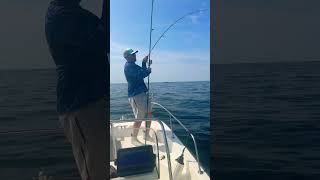 Inshore False Albacore With Light Tackle [upl. by Cattan64]