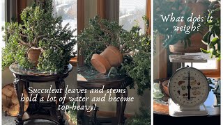 How to Prune amp Shape A Jade plant into A Tree  Get A Thick Trunk  Step By Step Guide [upl. by Ard]