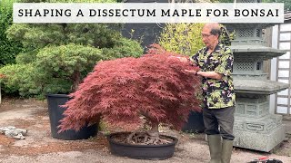 Shaping a Dissectum Maple for Bonsai [upl. by Bettina]