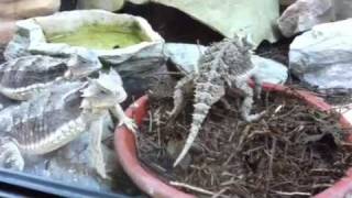 Horned Lizards Feeding [upl. by Oznofla664]