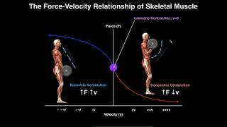 Exercise Physiology  Skeletal Muscle ForceVelocity Relationship [upl. by Maxie377]