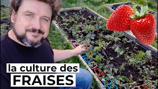 Comment cultiver les FRAISES 🍓 [upl. by Nonnac]