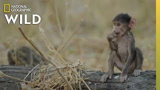 Baboons on Alert  Wild Botswana [upl. by Odnalo]