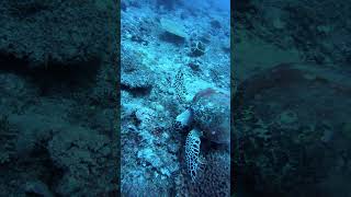 Sea Turtle in Madagscar scubadiving underwater sealife sea seaturtles [upl. by Nimrak836]