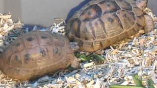 Golden Greek Tortoises Mating Ritual [upl. by Eixirt]