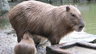 Magical Sound Mother Capybara Makes As Babies Suckle [upl. by Landers]