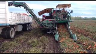 maquina cosechadora de tomate [upl. by Gisser]