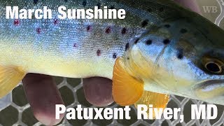 Fly Fishing March Sunshine Patuxent River MD  Wooly Bugged [upl. by Anirahtak]