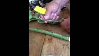 How to Bud Graft Fruit Trees [upl. by Aeslahc753]