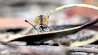 Peacock Spider 1 Maratus volans [upl. by Ardried]