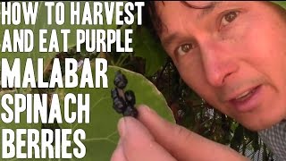 How I Harvest amp Eat My Purple Malabar Spinach Berries [upl. by Ornstead]