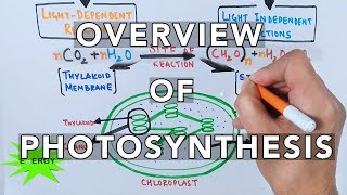 Photosynthesis [upl. by Richmound]