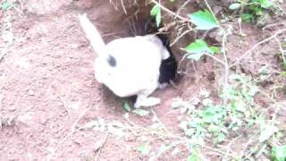 Working Jack Russell terrier tries to pull a groundhog [upl. by Eanil]