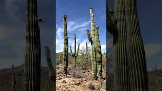 Saguaro landscape cactus nature viralshorts [upl. by Sivrup429]