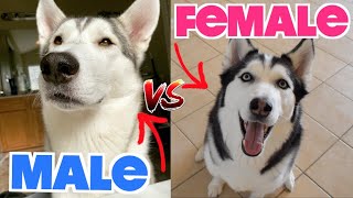 Male vs Female Siberian Huskies  WHATS THE DIFFERENCE [upl. by Chilton]