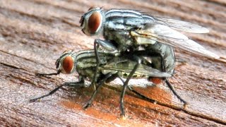 Flesh Flies Mating [upl. by Kcirreg861]