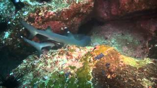 Mating White Tip Sharks [upl. by Enirac]