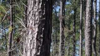 Introduction to Loblolly Pine [upl. by Ojaras]