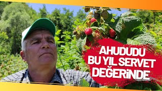 Ahududu Çiftçinin Yüzünü Güldürdü [upl. by Aciraj]