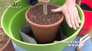 Fruitier en pot  plantation et entretien  Truffaut [upl. by Enywad337]