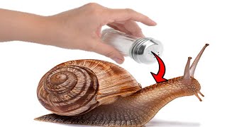 Why Do Snails and Slugs Die From Salt [upl. by Brendon]