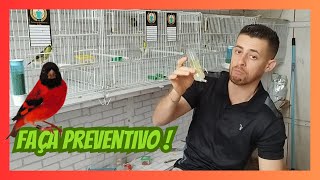 Como fazer Preventivo para Pintassilgos [upl. by Cyrillus862]