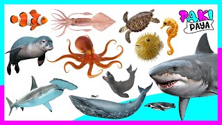 ¡LOS ANIMALES MARINOS N° 1 Video educativo🐬 🐙 Learn Sea Animals Names amp Sounds  해양 동물 [upl. by Magnolia428]