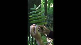 Ailanthus altissima Simaroubaceae Treeofheaven [upl. by Teerprah406]