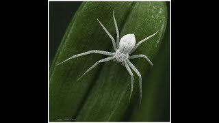 A rare white spider [upl. by Anuaek719]