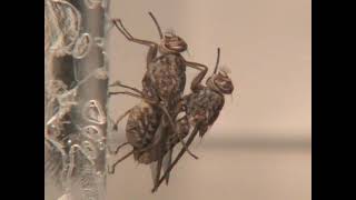 Tsetse flies mating behavior Glossina morsitans morsitans [upl. by Vastah]