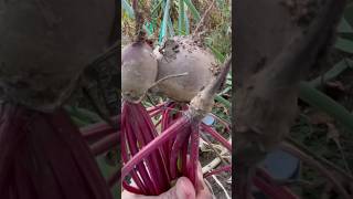 Beetroot  Midwest beetroot beets sreedevinair vegetables garden usa [upl. by Stochmal444]