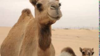 Dromedary Camel Facts  Facts About Dromedary Camels [upl. by Durkin]