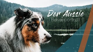 Wie viel Auslastung braucht ein Australian Shepherd  Rasseportrait [upl. by Ffirahs37]