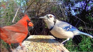 Blue Jays and Cardinals  Extreme CloseUp [upl. by Suoilenroc369]