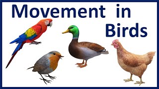 Movements and Locomotion in Birds Class 6  Movements and Locomotion of Birds Class 5 SLNacademy [upl. by Burrell28]