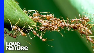 Terrifying Ants Build Body Bridges To Hunt Larger Insects [upl. by Darach709]